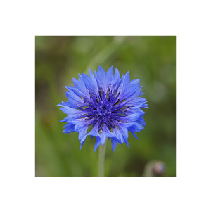 Kornblume